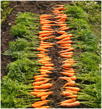 Урожай моркови после применения биопрепарата Microbelift Ind